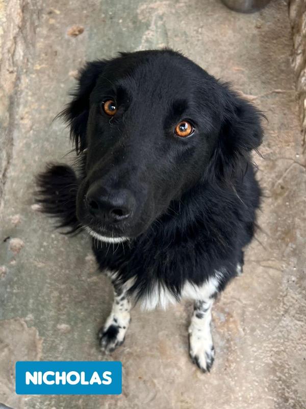 NICHOLAS BORDER COLLIE Foto 3